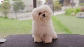 可爱动物视频,动物界的可爱瞬间大盘点