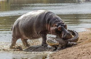 河马大战鳄鱼视频,惊心动魄的生死较量