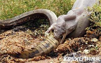 蟒蛇和鳄鱼大战视频,一场惊心动魄的自然大战