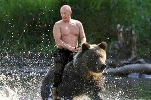 熊片视频,揭秘动物世界的趣味瞬间