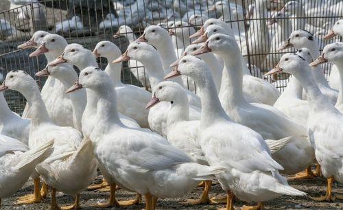 蛋鸭养殖技术视频,高效养殖全解析