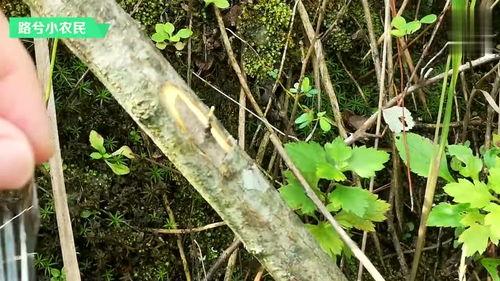 嵌芽接视频,园艺新手必看教程