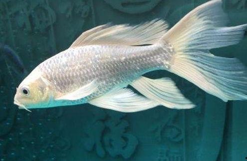 大蝴蝶鲤视频,水中舞者，探寻神秘水族之美