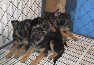 德牧养殖视频,从繁育到饲养的全方位指导