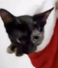 喂小猫视频,小猫喂食温馨瞬间