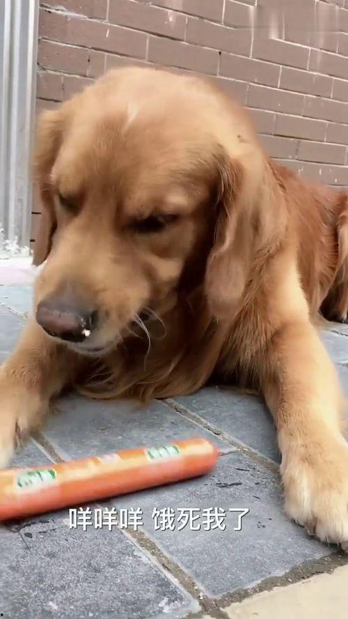 有关狗狗的视频,温馨瞬间捕捉