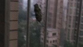 蒙古寒蝉叫声视频,探寻草原之夜的神秘旋律