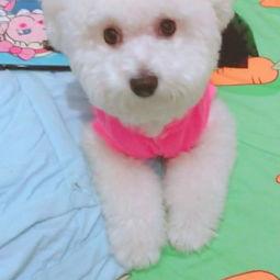 公猪视频播放,揭秘公猪视频的疯狂魅力